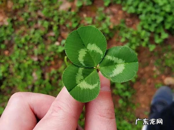 车轴草能吃吗