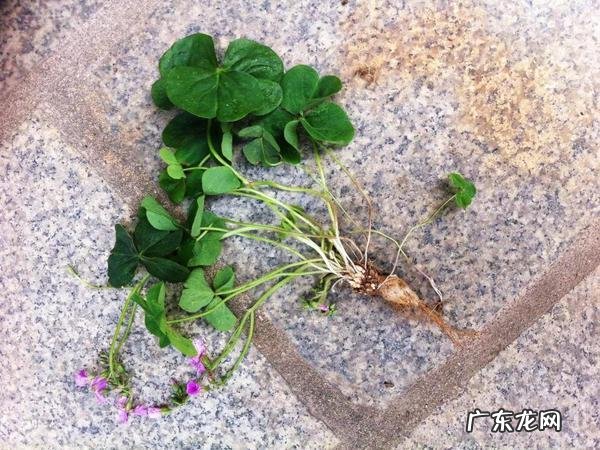 车轴草能吃吗