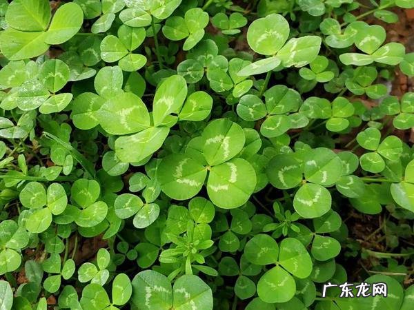 车轴草能吃吗