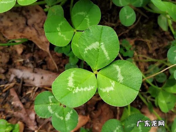 车轴草能吃吗