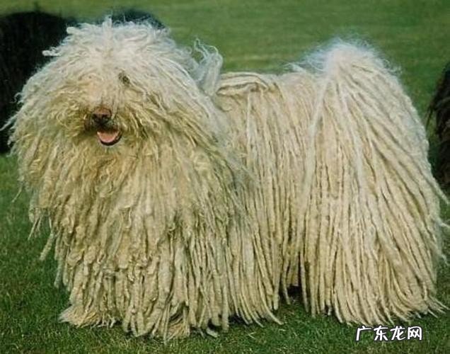 全球十大最丑的狗你见过几种?最难看的墨西哥无毛犬居榜首