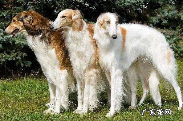 全球十大最丑的狗你见过几种?最难看的墨西哥无毛犬居榜首