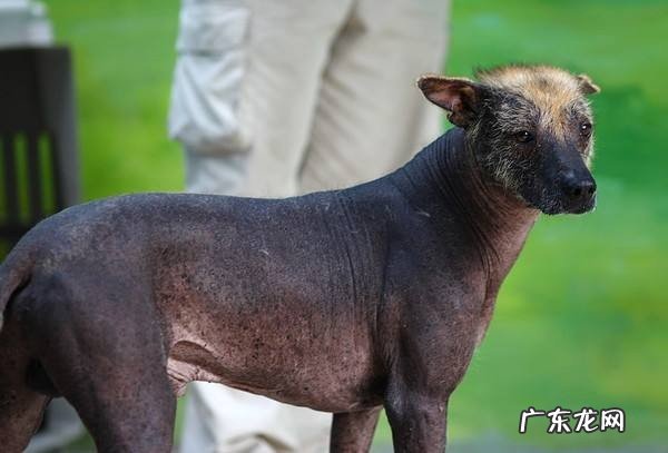 全球十大最丑的狗你见过几种?最难看的墨西哥无毛犬居榜首