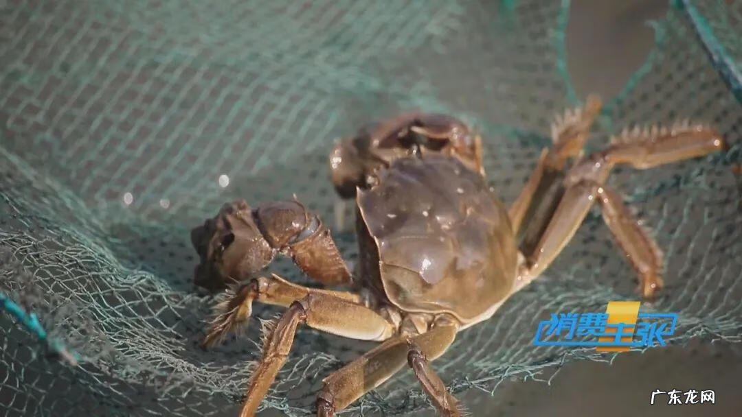 云南饵块粑粑怎么做好吃 阳澄湖大闸蟹价格差别怎么那么大