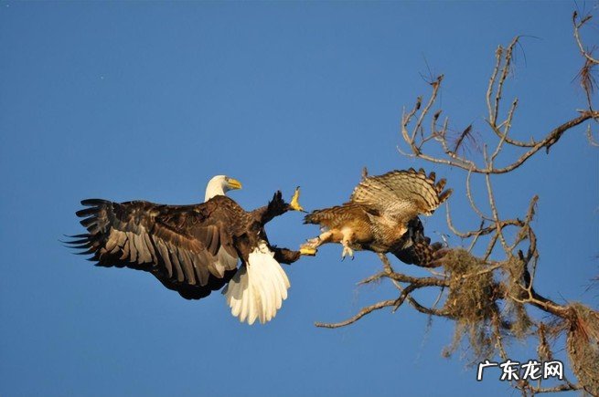 猫头鹰比较凶猛力量悬殊大 老鹰为什么打不过猫头鹰