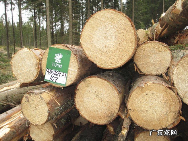 带你盘点全球最大的十家制浆造纸公司 2022年世界造纸企业排名前十