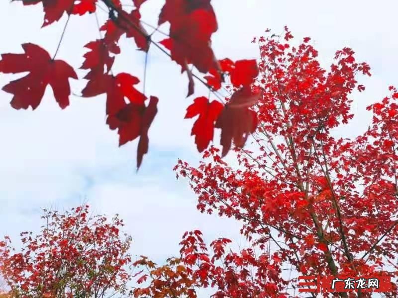 东北槭 建始槭的作用