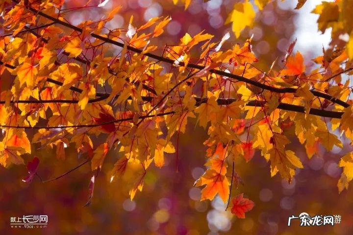 东北槭 建始槭的作用