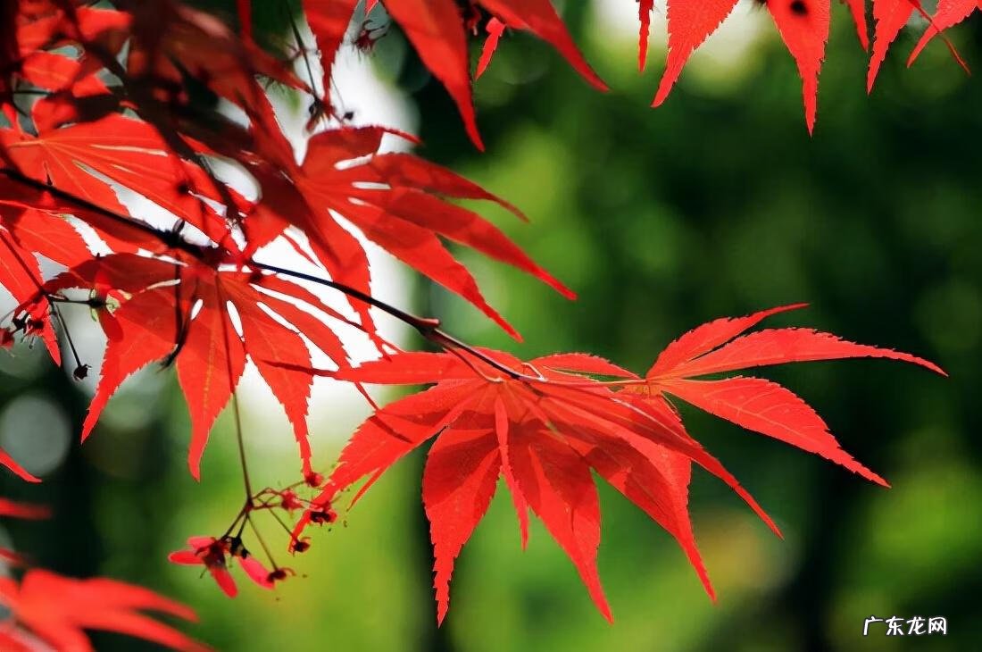 东北槭 建始槭的作用