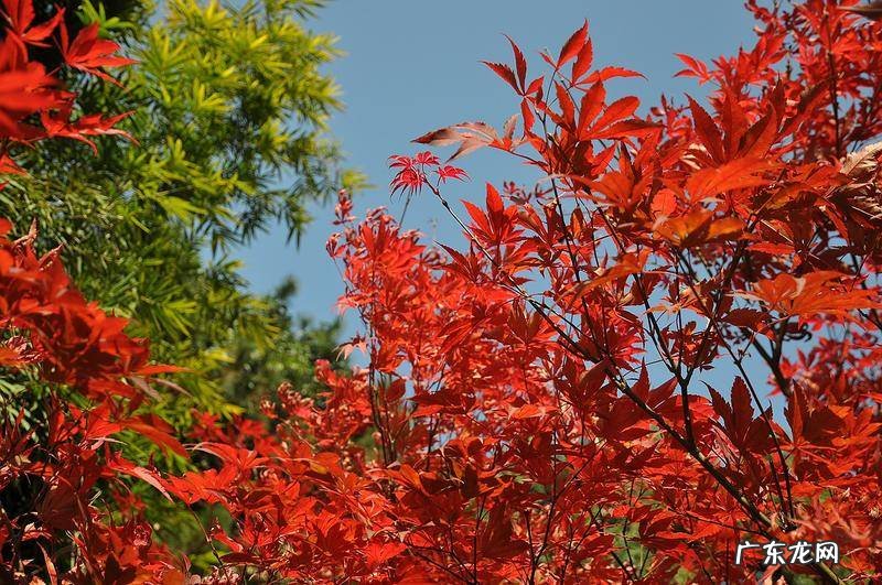 东北槭 建始槭的作用