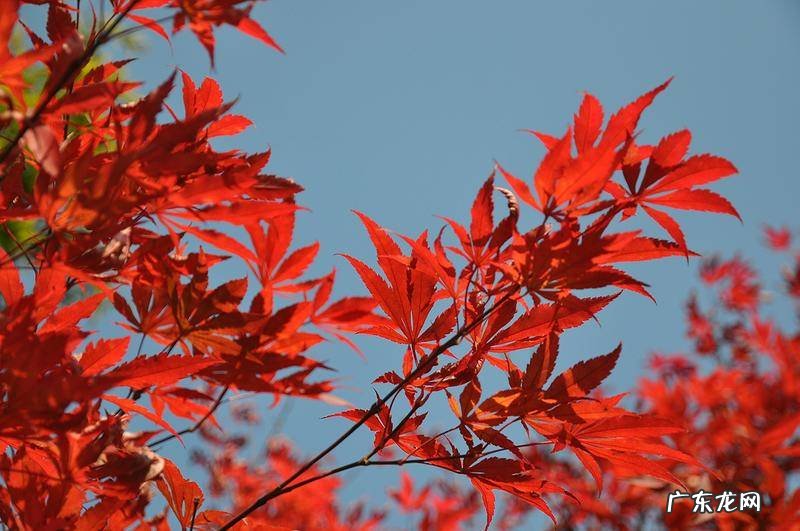 东北槭 建始槭的作用