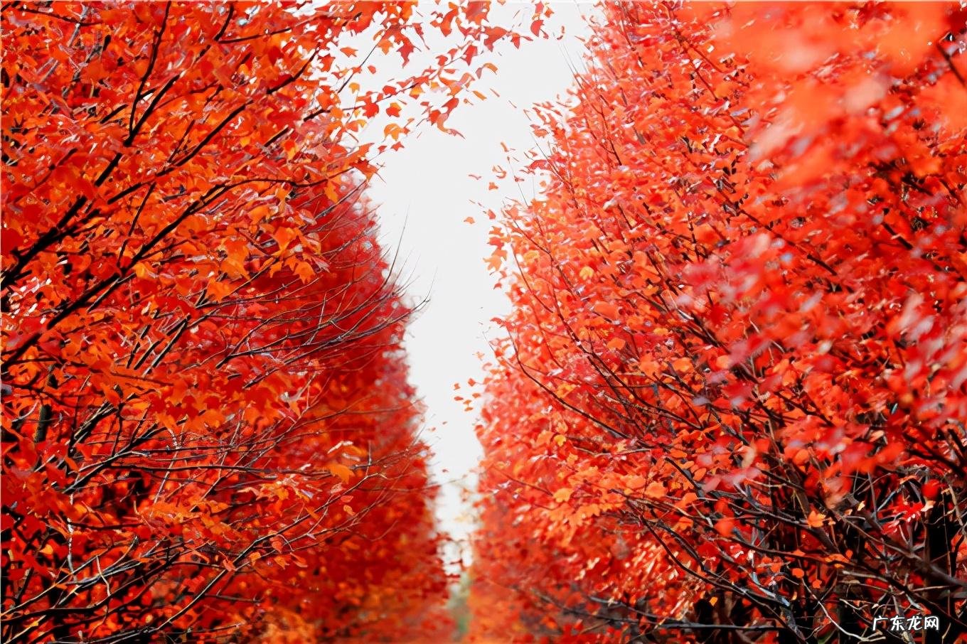 东北槭 建始槭的作用