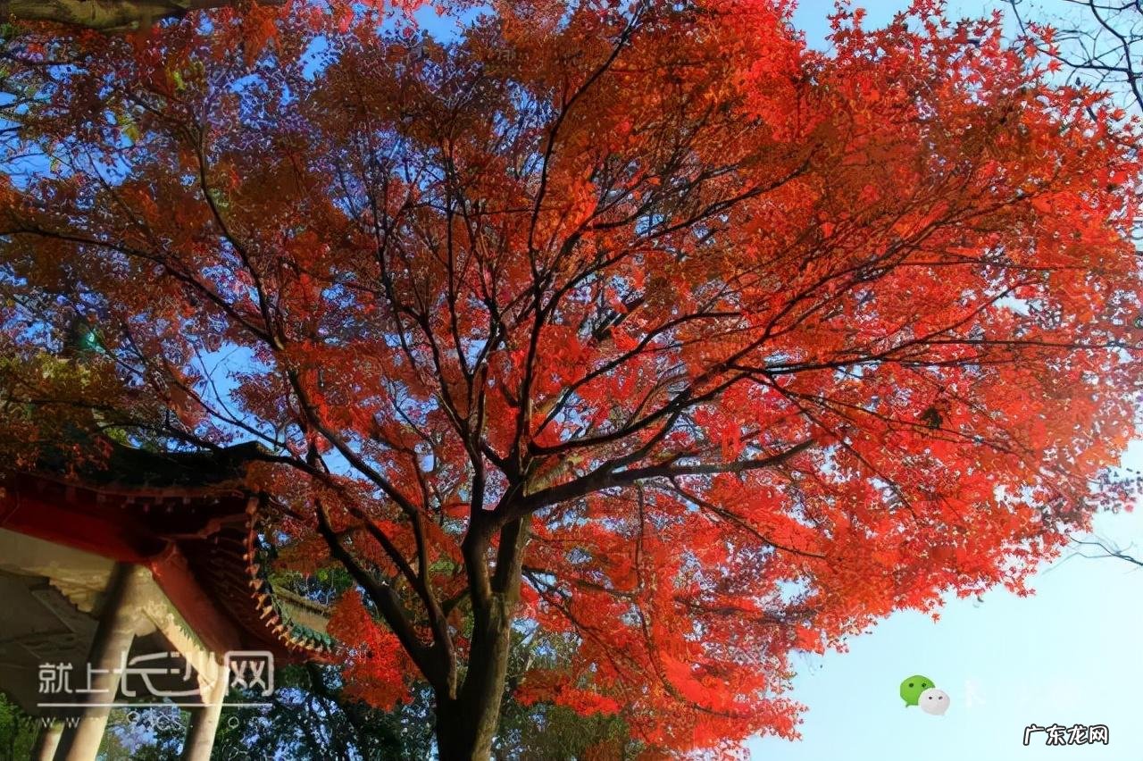 东北槭 建始槭的作用