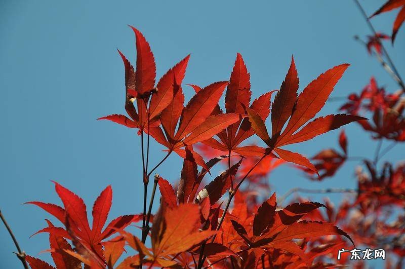 东北槭 建始槭的作用