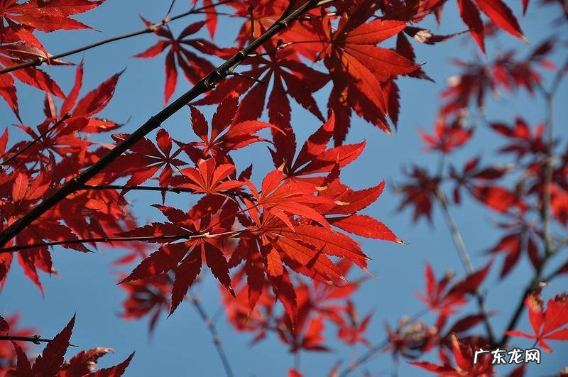 东北槭 建始槭的作用