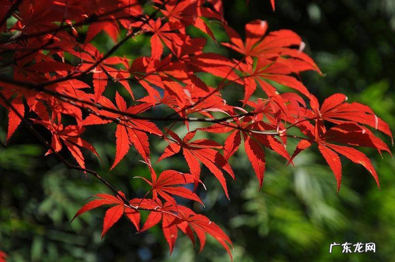 东北槭 建始槭的作用