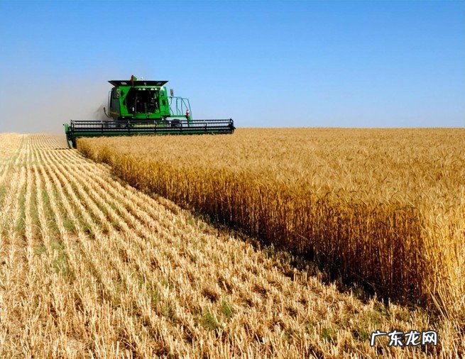 目前英国的小麦是多少斤?跟中国比生产水平差距有多大?