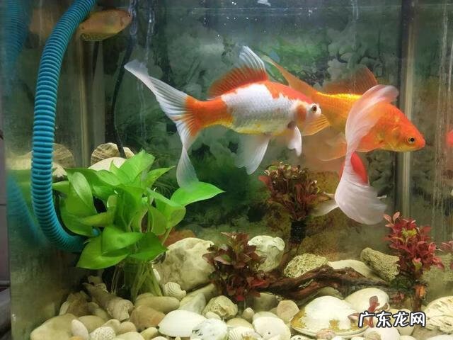 闲置的鱼缸适合养什么植物 闲置鱼缸养花的风水讲究