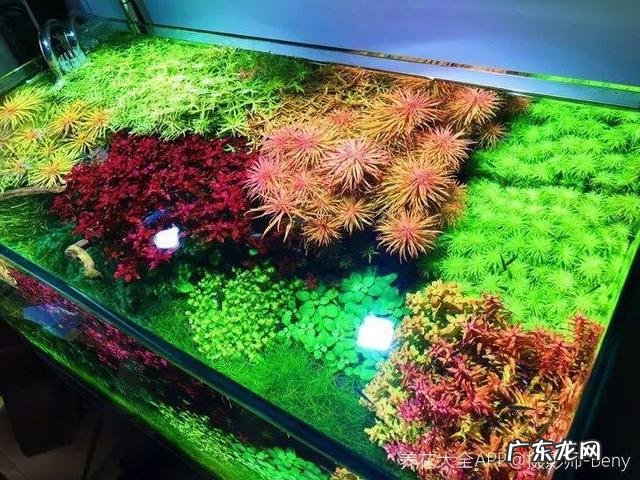 闲置的鱼缸适合养什么植物 闲置鱼缸养花的风水讲究