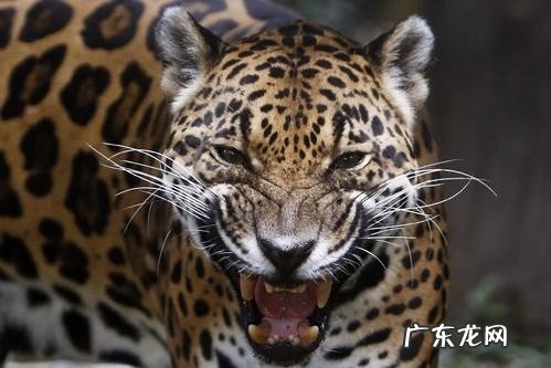 带你盘点亚马逊雨林有多可怕 亚马逊热带雨林有什么动物和植物