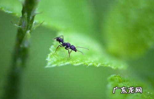 带你盘点亚马逊雨林有多可怕 亚马逊热带雨林有什么动物和植物