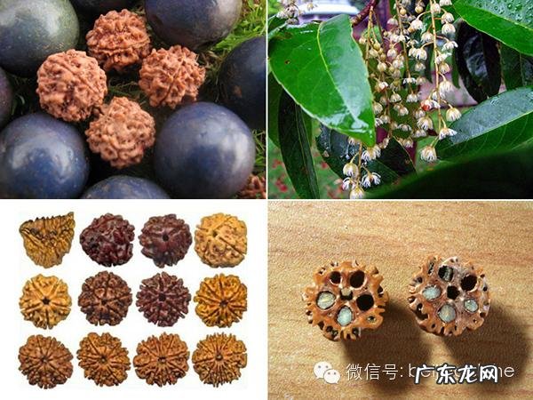 菩提子手串种类 菩提子手串有什么寓意与功效