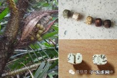 菩提子手串种类 菩提子手串有什么寓意与功效