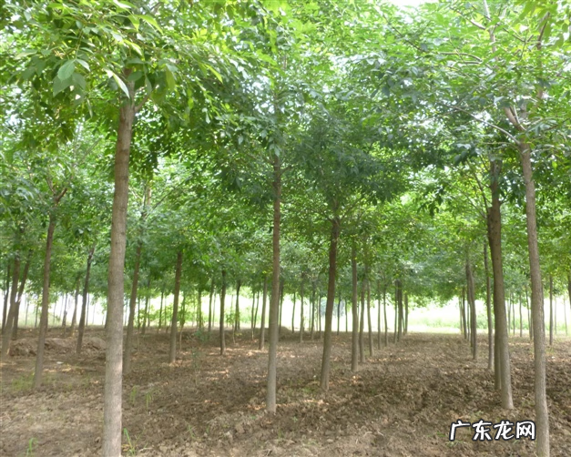 盆栽白蜡树的种植方法 白蜡树种植方法