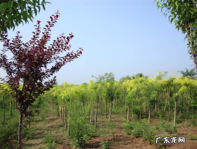 盆栽白蜡树的种植方法 白蜡树种植方法