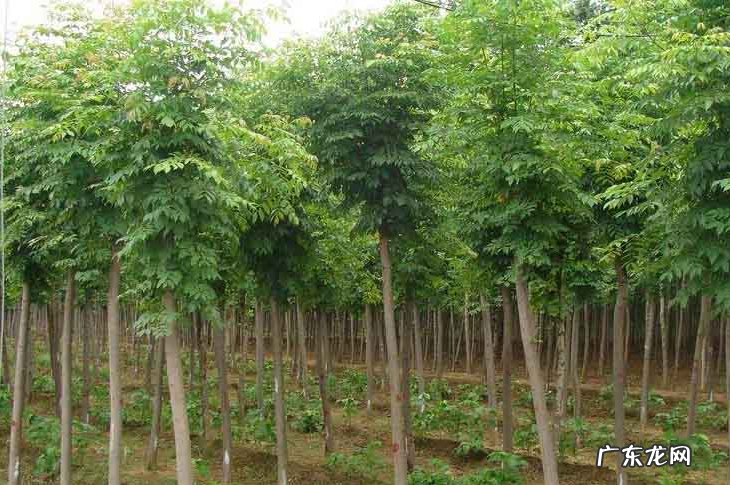 盆栽白蜡树的种植方法 白蜡树种植方法