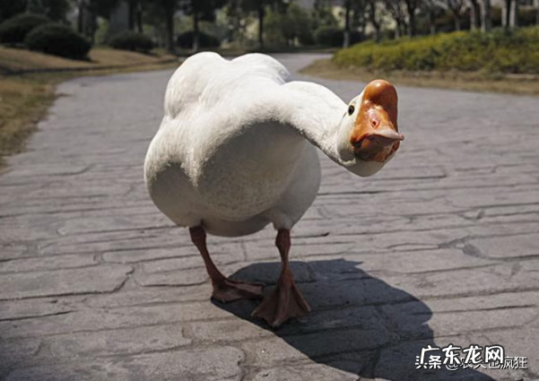 什么被认为中国家鹅的祖先 鹅的祖先是什么动物?