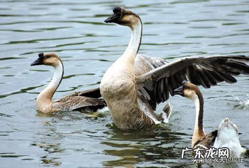 什么被认为中国家鹅的祖先 鹅的祖先是什么动物?