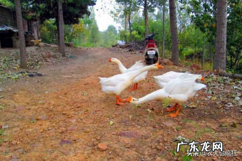 什么被认为中国家鹅的祖先 鹅的祖先是什么动物?