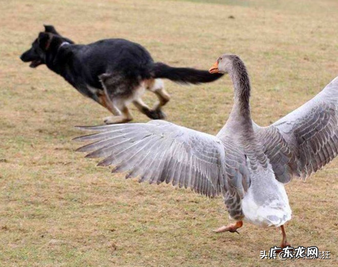 什么被认为中国家鹅的祖先 鹅的祖先是什么动物?