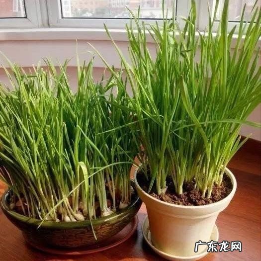 10种好吃营养高的耐寒绿叶菜推荐 十大最适合冷冻的蔬菜是什么