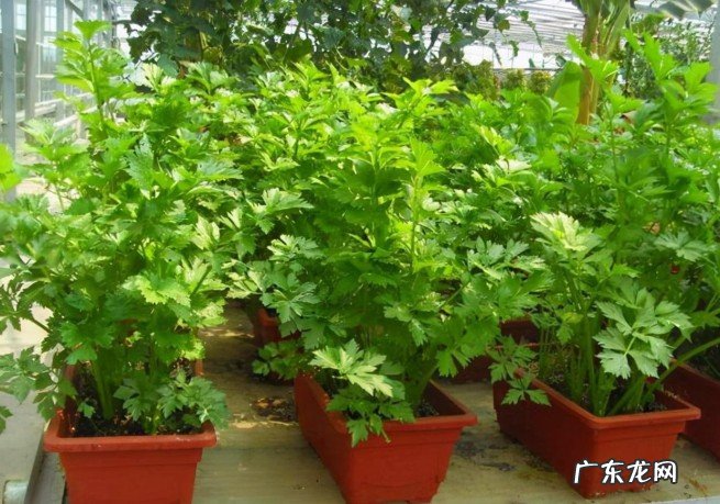 10种好吃营养高的耐寒绿叶菜推荐 十大最适合冷冻的蔬菜是什么