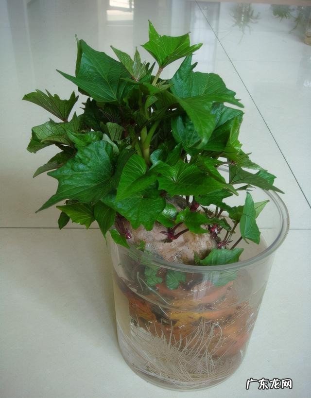 10种好吃营养高的耐寒绿叶菜推荐 十大最适合冷冻的蔬菜是什么