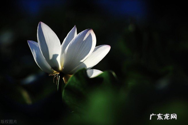 广东省三水区是哪个地区 小知识：三水区是哪个省哪个市的