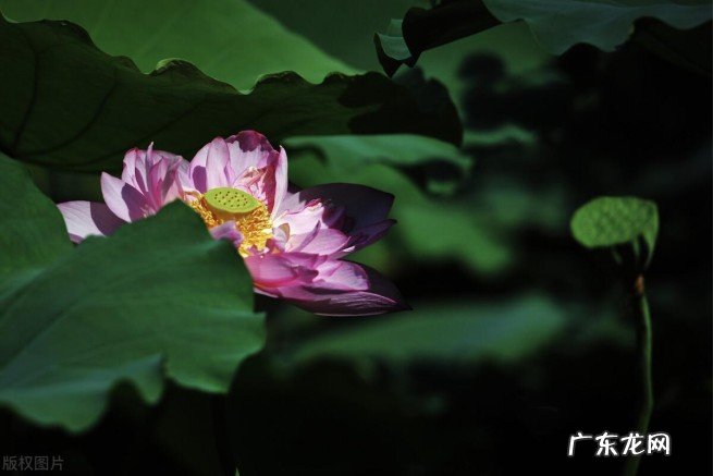 广东省三水区是哪个地区 小知识：三水区是哪个省哪个市的