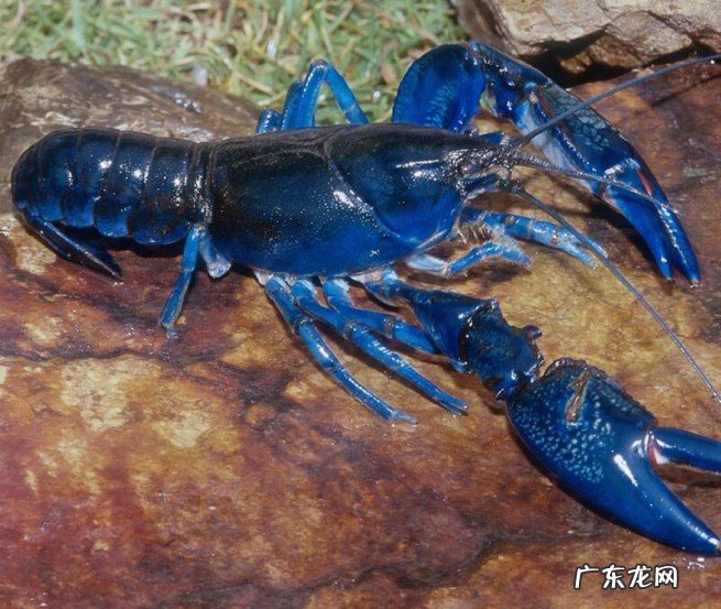 蓝色淡水小龙虾多少钱一只 小知识：目前蓝色龙虾多少钱一只