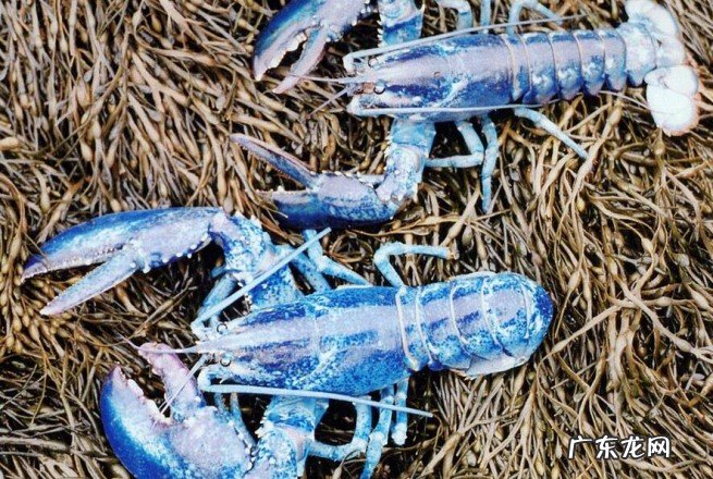 蓝色淡水小龙虾多少钱一只 小知识：目前蓝色龙虾多少钱一只