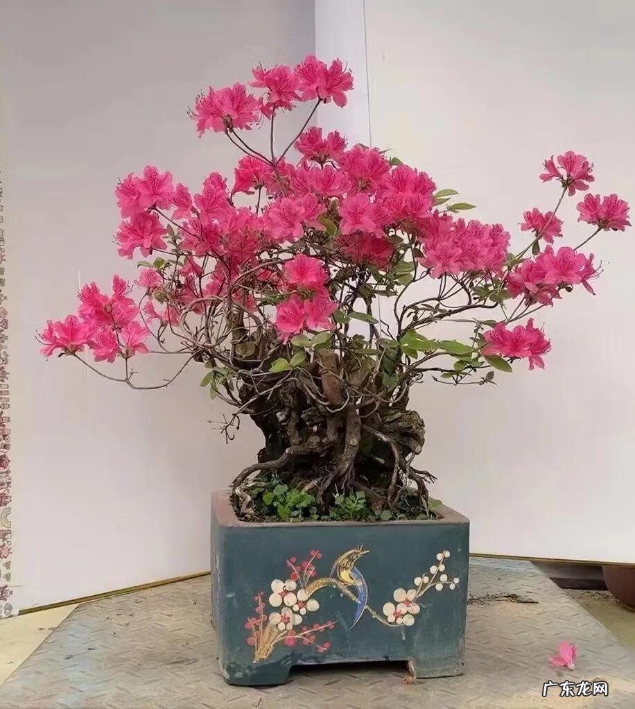 杜鹃花盆栽图片 杜鹃花盆景图片大全