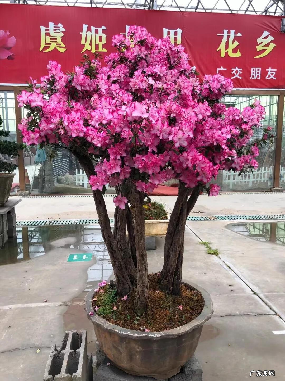 杜鹃花盆栽图片 杜鹃花盆景图片大全