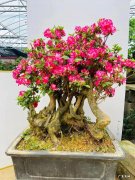 杜鹃花盆栽图片 杜鹃花盆景图片大全