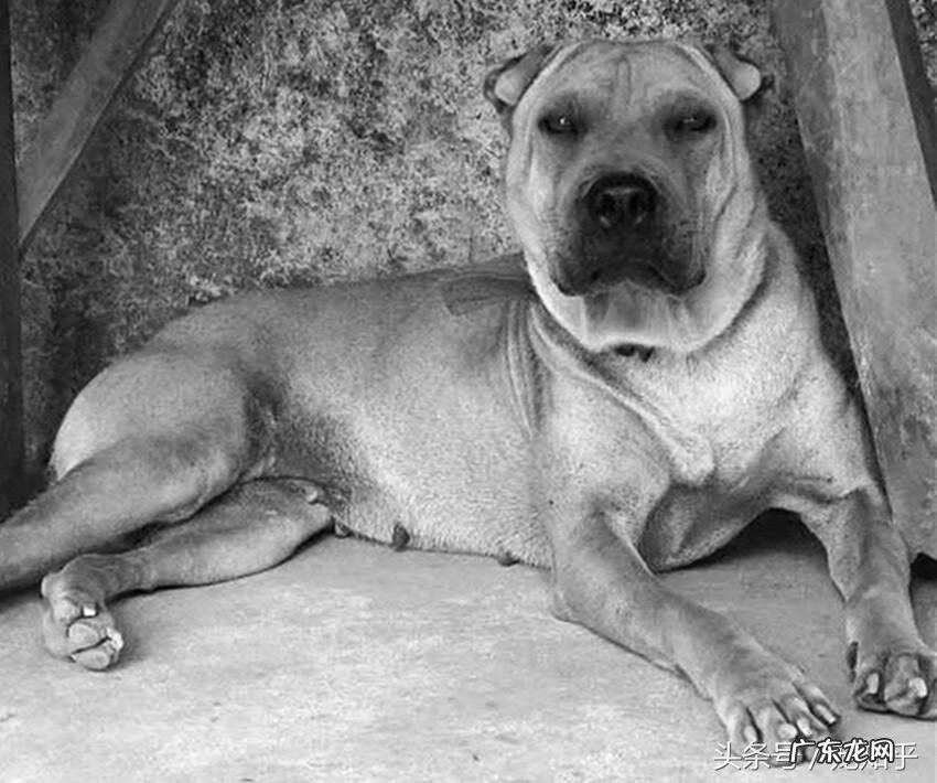 中国沙皮犬的优缺点