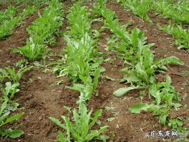 关于蒲公英的基本知识简介 小知识:耳熟能详的的蒲公英是花吗