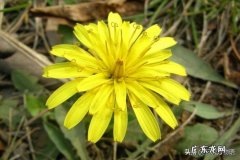 关于蒲公英的基本知识简介 小知识：耳熟能详的的蒲公英是花吗