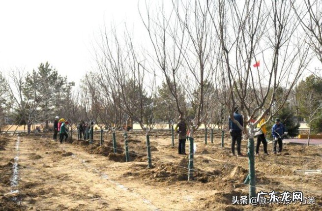 秋季什么时候栽种树木苗最好 什么时候种树成活率高一些呢