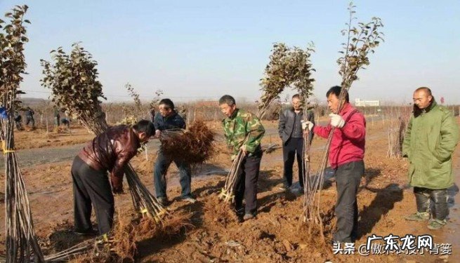 秋季什么时候栽种树木苗最好 什么时候种树成活率高一些呢