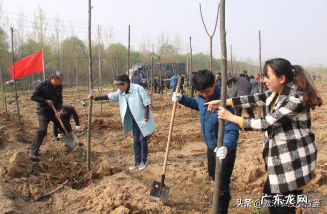 秋季什么时候栽种树木苗最好 什么时候种树成活率高一些呢